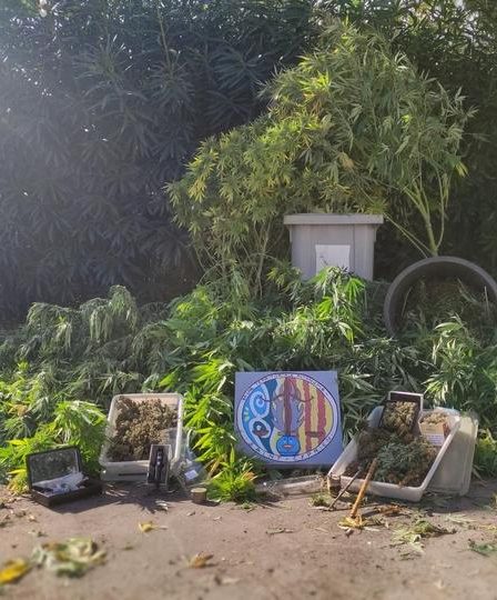 Région – Cultiver des plants de cannabis dans une décharge de voiture. › Actualités Geek 72 Région – Cultiver des plants de cannabis dans une décharge de voiture. › Actualités Geek - 71