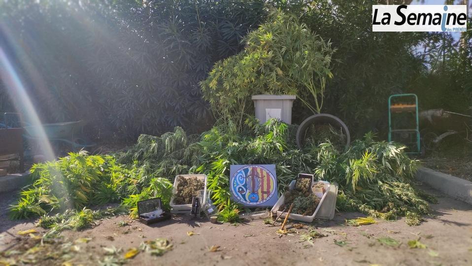 Région – Cultiver des plants de cannabis dans une décharge de voiture. › Actualités Geek - 1