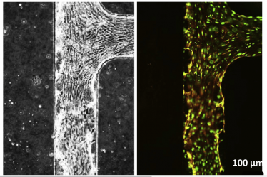 Un système de cœur artificiel embryonnaire crée des cellules souches à la demande › Geeky News - 6
