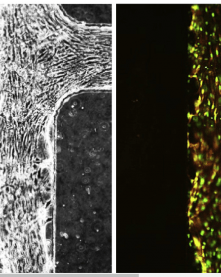 Un système de cœur artificiel embryonnaire crée des cellules souches à la demande › Geeky News 32 Un système de cœur artificiel embryonnaire crée des cellules souches à la demande › Geeky News - 31