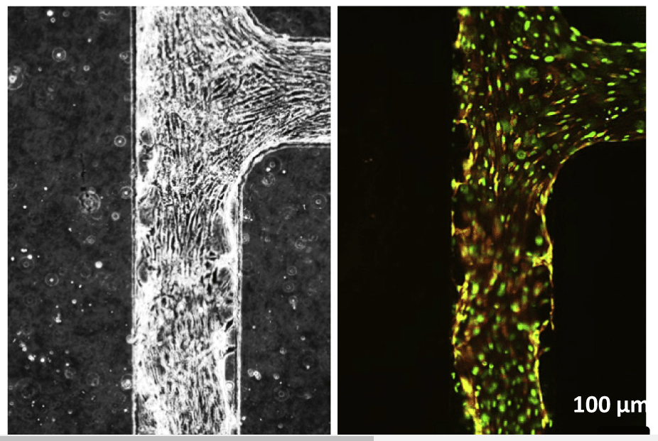 Un système de cœur artificiel embryonnaire crée des cellules souches à la demande › Geeky News 2 Un système de cœur artificiel embryonnaire crée des cellules souches à la demande › Geeky News - 1