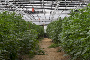 Le CBD est-il légal en France en 2022 ? - 11