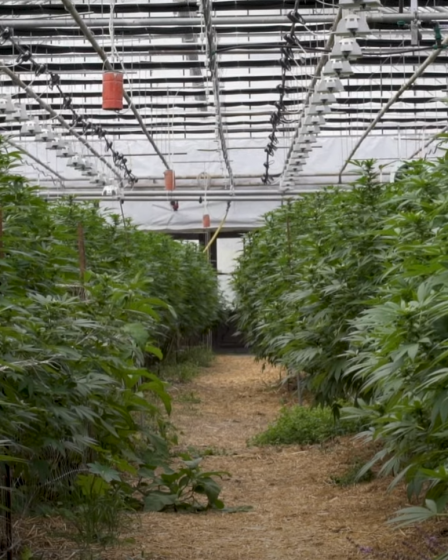 Le CBD est-il légal en France en 2022 ? - 22