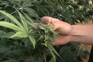 CBD : Le nouveau médicament miracle de la France ? - 8