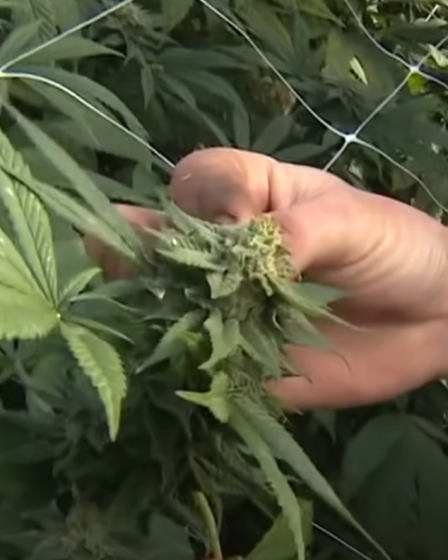 CBD : Le nouveau médicament miracle de la France ? - 25