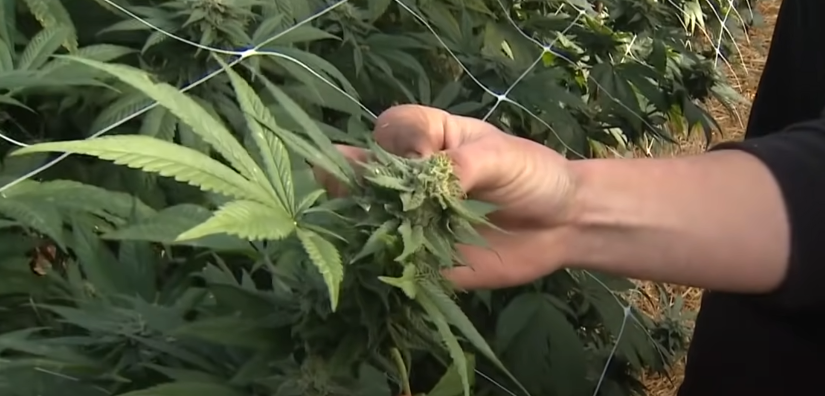 CBD : Le nouveau médicament miracle de la France ? 2 CBD : Le nouveau médicament miracle de la France ? - 1