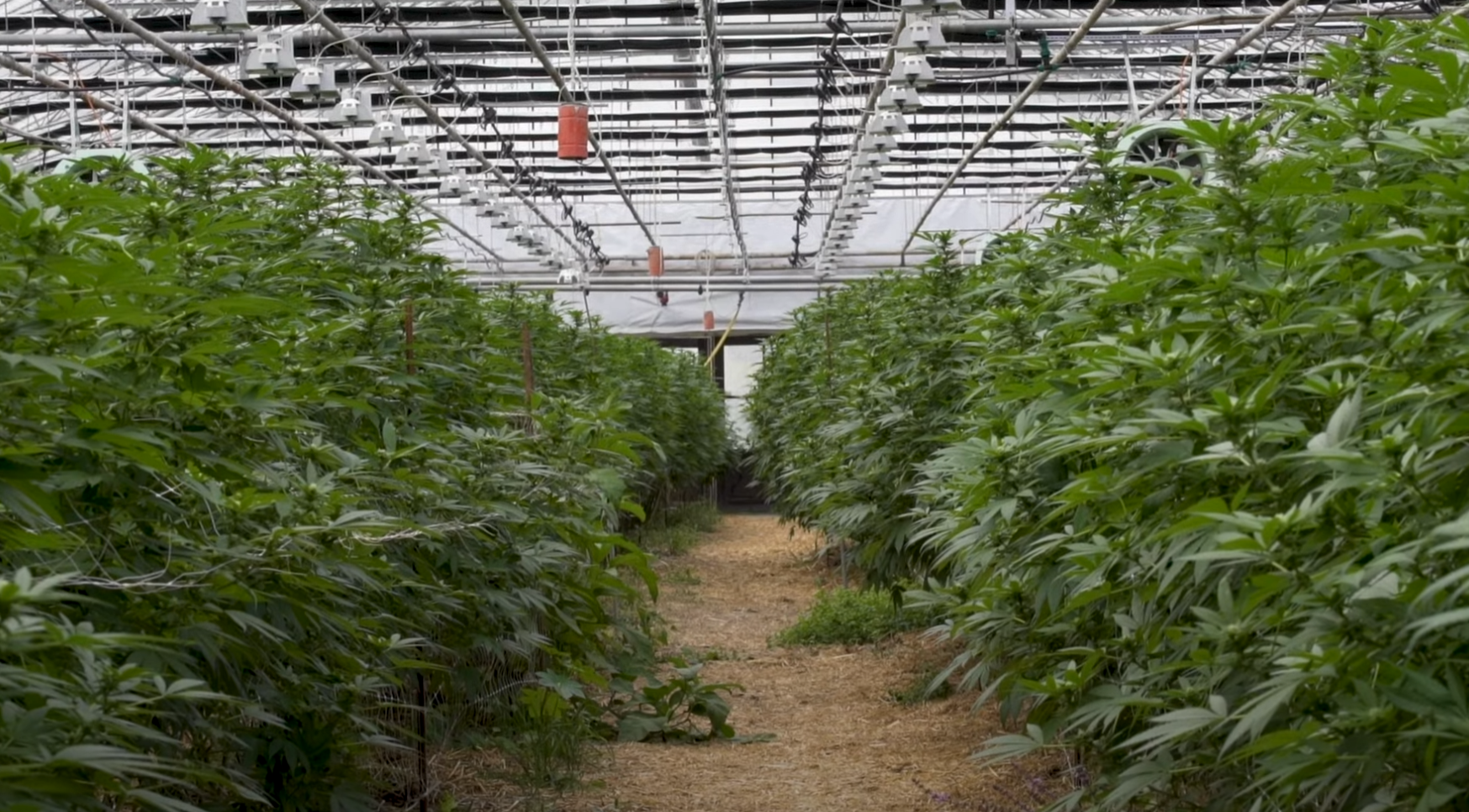 Le CBD est-il légal en France en 2022 ? 2 Le CBD est-il légal en France en 2022 ? - 1