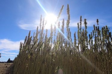 le chanvre, cousin du cannabis, un nouvel eldorado pour les agriculteurs ? › Actualités Geek - 7