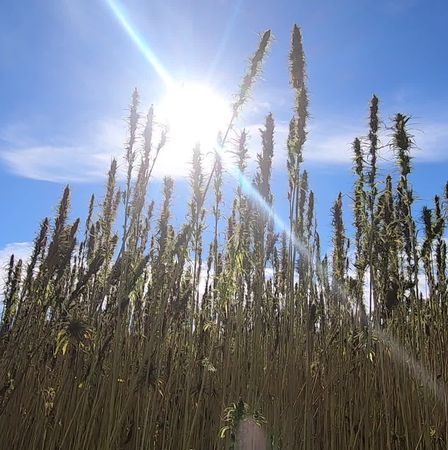 le chanvre, cousin du cannabis, un nouvel eldorado pour les agriculteurs ? › Actualités Geek 75 le chanvre, cousin du cannabis, un nouvel eldorado pour les agriculteurs ? › Actualités Geek - 74