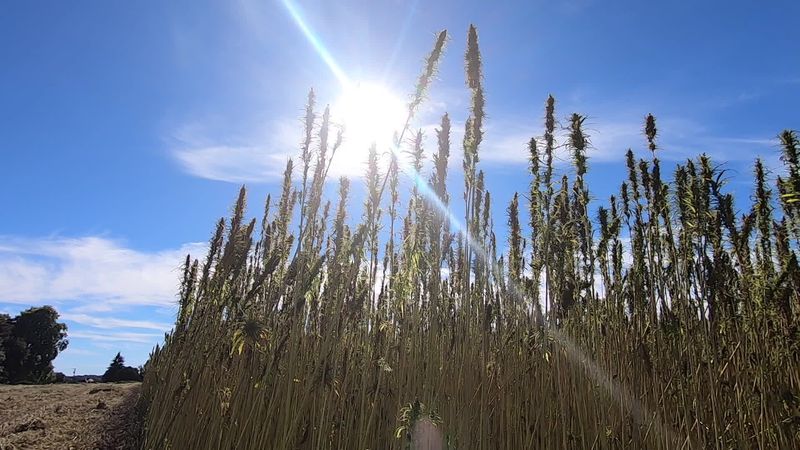 le chanvre, cousin du cannabis, un nouvel eldorado pour les agriculteurs ? › Actualités Geek 2 le chanvre, cousin du cannabis, un nouvel eldorado pour les agriculteurs ? › Actualités Geek - 1
