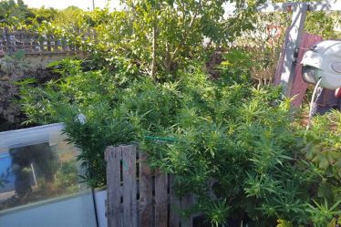 le contrôle de la vitesse conduit les gendarmes dans les plantations de cannabis › Geek News - 9