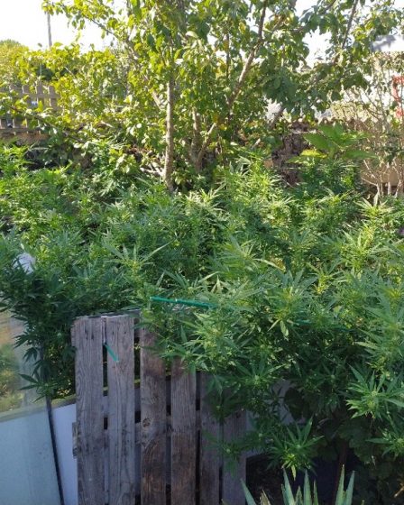 le contrôle de la vitesse conduit les gendarmes dans les plantations de cannabis › Geek News 51 le contrôle de la vitesse conduit les gendarmes dans les plantations de cannabis › Geek News - 50