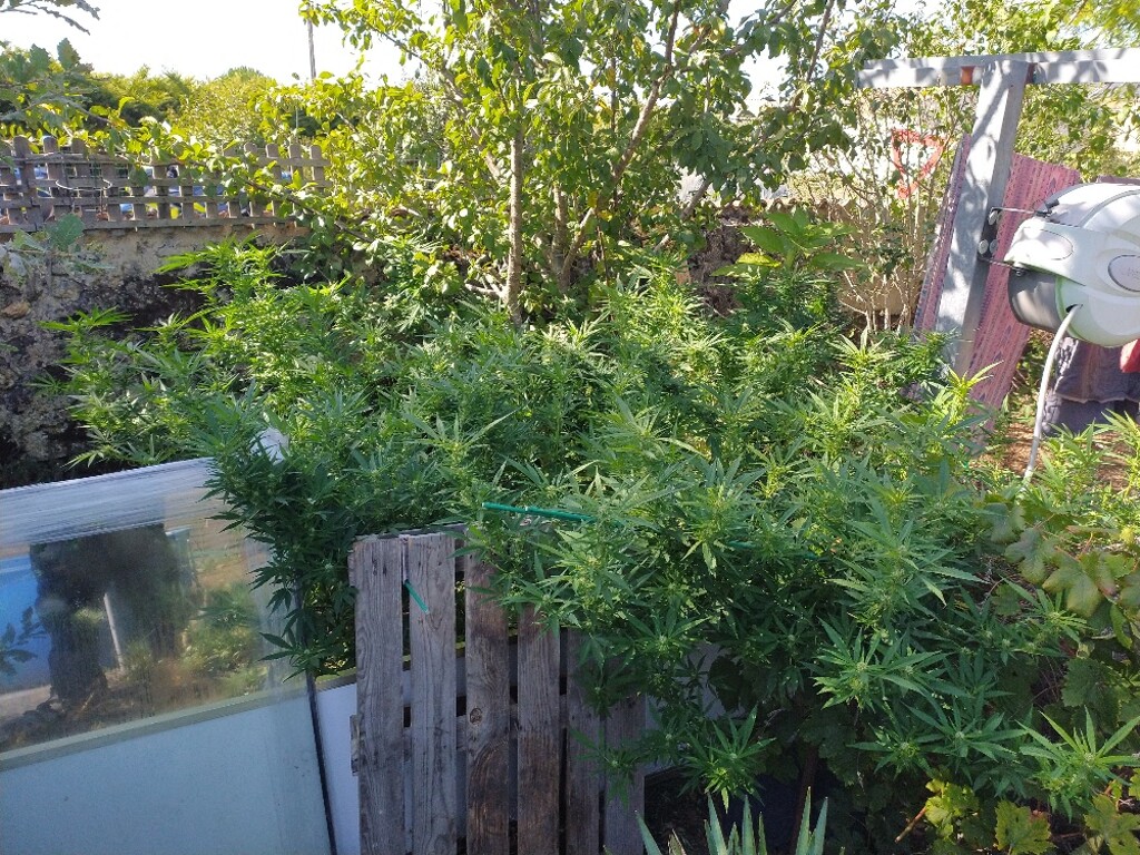 le contrôle de la vitesse conduit les gendarmes dans les plantations de cannabis › Geek News 2 le contrôle de la vitesse conduit les gendarmes dans les plantations de cannabis › Geek News - 1