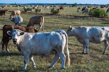 Où est le boeuf? Rancher condamné à 11 ans pour avoir escroqué Tyson Foods de près de 250 millions de dollars dans une escroquerie de « bétail fantôme ». - 9