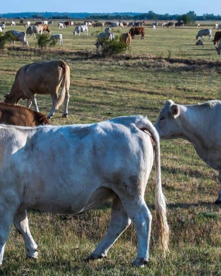 Où est le boeuf? Rancher condamné à 11 ans pour avoir escroqué Tyson Foods de près de 250 millions de dollars dans une escroquerie de « bétail fantôme ». 36 Où est le boeuf? Rancher condamné à 11 ans pour avoir escroqué Tyson Foods de près de 250 millions de dollars dans une escroquerie de « bétail fantôme ». - 35