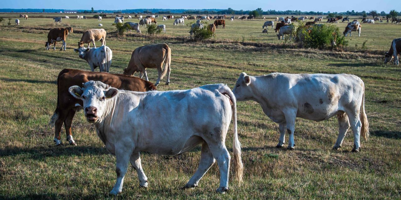Où est le boeuf? Rancher condamné à 11 ans pour avoir escroqué Tyson Foods de près de 250 millions de dollars dans une escroquerie de « bétail fantôme ». 2 Où est le boeuf? Rancher condamné à 11 ans pour avoir escroqué Tyson Foods de près de 250 millions de dollars dans une escroquerie de « bétail fantôme ». - 1