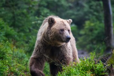 Les contrats à terme sur le Dow chutent de plus de 200 points, indiquant un cinquième jour de baisse, alors que les rendements du Trésor reviennent aux sommets du cycle - 5