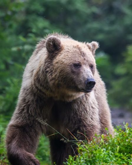 Les contrats à terme sur le Dow chutent de plus de 200 points, indiquant un cinquième jour de baisse, alors que les rendements du Trésor reviennent aux sommets du cycle 14 Les contrats à terme sur le Dow chutent de plus de 200 points, indiquant un cinquième jour de baisse, alors que les rendements du Trésor reviennent aux sommets du cycle - 13