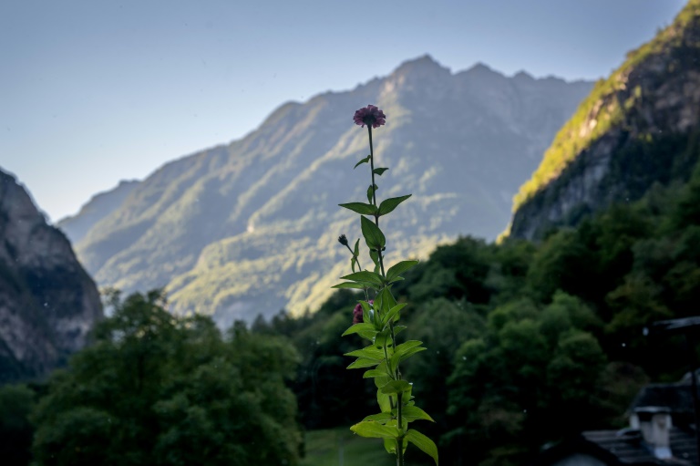 Une fleur dans le jardin du Bice Tonini, dans le petit village de Sonlerto, près de Cevio, dans le sud de la Suisse, le 20 septembre 2022. (AFP - Fabrice COFFRINI)