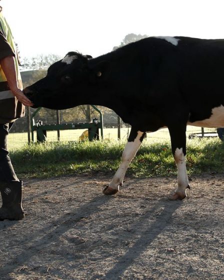 La Nouvelle-Zélande lance la première taxe climatique du genre sur les flatulences du bétail 50 La Nouvelle-Zélande lance la première taxe climatique du genre sur les flatulences du bétail - 49