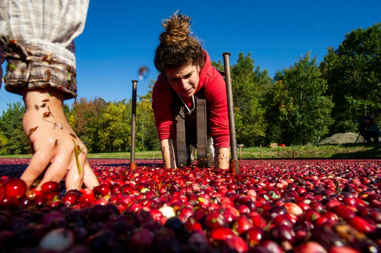 Cueillette de canneberges dans une ferme du Massachusetts à Taunton, le 9 octobre 2022. Les agriculteurs s'adaptent au changement climatique pour cultiver ce fruit essentiel sur les tables de Thanksgiving.  (AFP - Joseph Prezioso)