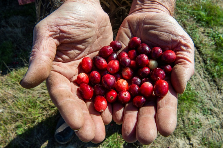 Keith Mann, 54 ans, présente des canneberges, une grosse airelle d'Amérique du Nord récoltée dans sa ferme du Massachusetts à Buzzards Bay le 9 octobre 2022, où les agriculteurs s'adaptent au changement climatique pour cultiver ce fruit rouge aigre essentiel sur les tables de Thanksgiving (AFP).  —Joseph Prezioso