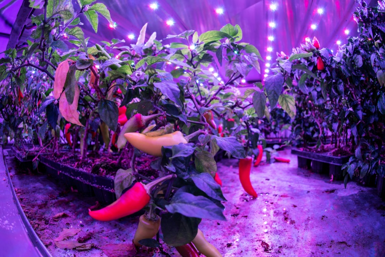 Les arbres améliorés avec des LED violettes ou vertes poussent six fois plus vite que s'ils étaient plantés à l'extérieur (AFP - Andy Buchanan)