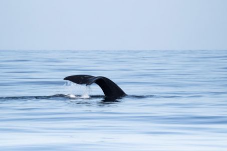 « Le bloom océanique est aussi une zone de guerre » – Science et Avenir › 3 Une baleine repérée par l'équipe alors qu'elle observait une floraison de plancton en décembre 2021. Photo : Marin Le Roux / Polaryse.