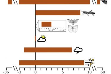 Des essaims d'insectes peuvent générer autant d'électricité statique qu'un nuage d'orage. › Actualités Geek - 3
