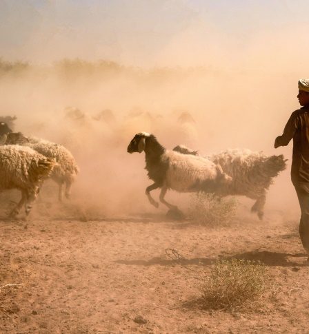 L'Irak creuse des puits, remède amer à la sécheresse – Science et Avenir › 32 L'Irak creuse des puits, remède amer à la sécheresse – Science et Avenir › - 31