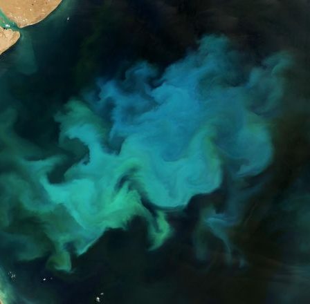 « Le bloom océanique est aussi une zone de guerre » – Science et Avenir › 64 « Le bloom océanique est aussi une zone de guerre » – Science et Avenir › - 63