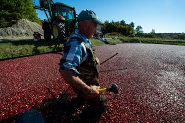 Les producteurs de canneberges s'adaptent au changement climatique d'ici Thanksgiving – Science et Avenir › - 5