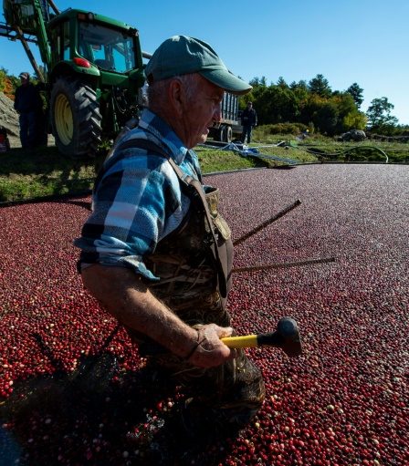 Les producteurs de canneberges s'adaptent au changement climatique d'ici Thanksgiving – Science et Avenir › 16 Les producteurs de canneberges s'adaptent au changement climatique d'ici Thanksgiving – Science et Avenir › - 15