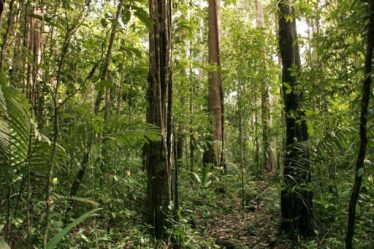 L'exceptionnelle biodiversité de la Guyane française menacée par le changement climatique – Science et Avenir › - 3