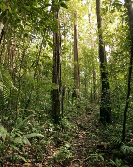 L'exceptionnelle biodiversité de la Guyane française menacée par le changement climatique – Science et Avenir › 36 L'exceptionnelle biodiversité de la Guyane française menacée par le changement climatique – Science et Avenir › - 35