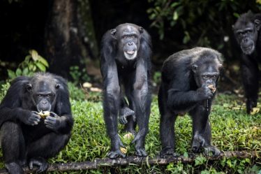 Réflexion sur l'identité de genre à travers les singes, avec le primatologue Frans de Waal – Sciences et Avenir › - 17