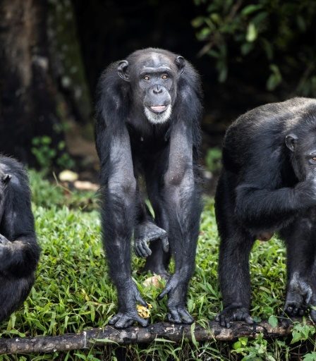 Réflexion sur l'identité de genre à travers les singes, avec le primatologue Frans de Waal – Sciences et Avenir › 64 Réflexion sur l'identité de genre à travers les singes, avec le primatologue Frans de Waal – Sciences et Avenir › - 63