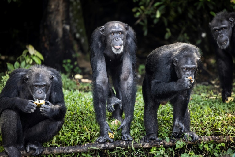 Réflexion sur l'identité de genre à travers les singes, avec le primatologue Frans de Waal – Sciences et Avenir › 2 Réflexion sur l'identité de genre à travers les singes, avec le primatologue Frans de Waal – Sciences et Avenir › - 1