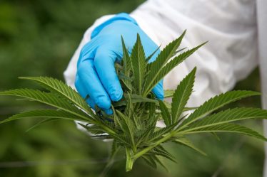 cannabis, triomphe des mauvaises herbes › - 10