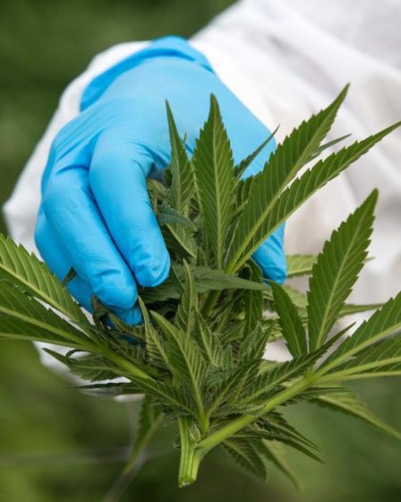 cannabis, triomphe des mauvaises herbes › 4 cannabis, triomphe des mauvaises herbes › - 3