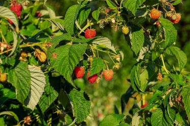 Conseils d'entretiens de vos framboisiers, que mettre au pied des framboisiers ? - 6