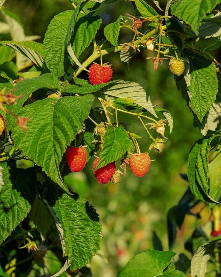 Conseils d'entretiens de vos framboisiers, que mettre au pied des framboisiers ? 8 Conseils d'entretiens de vos framboisiers, que mettre au pied des framboisiers ? - 7