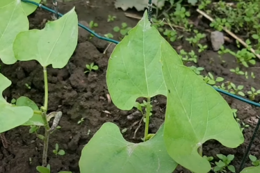 Comment préparer mon sol pour planter des haricots verts ? - 12