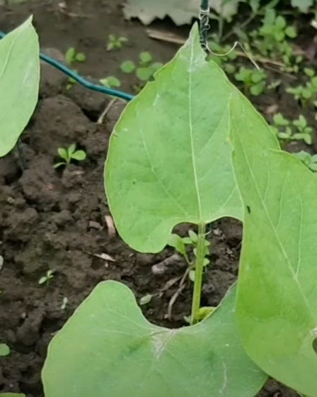 Comment préparer mon sol pour planter des haricots verts ? 5 Comment préparer mon sol pour planter des haricots verts ? - 4