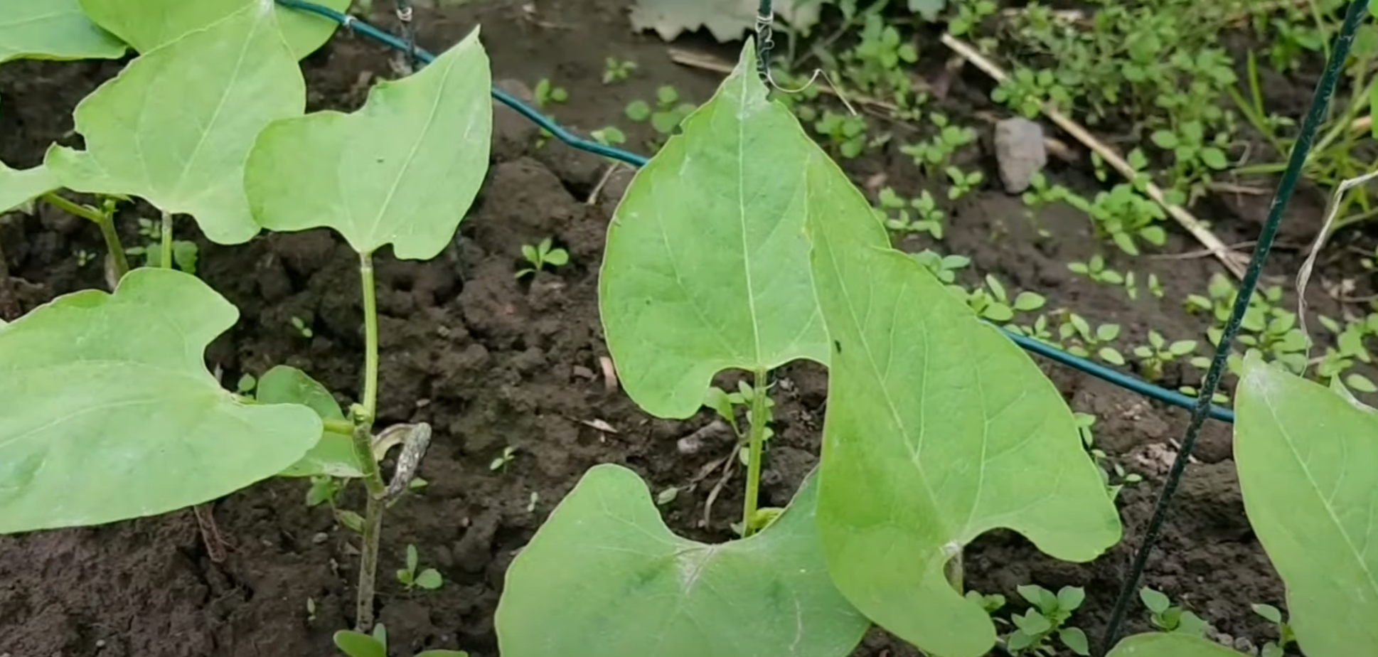Comment préparer mon sol pour planter des haricots verts ? 2 Comment préparer mon sol pour planter des haricots verts ? - 1