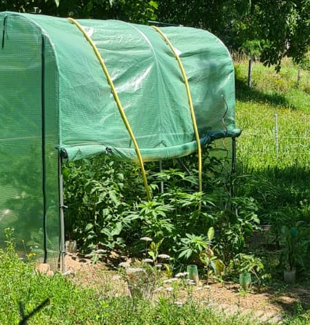 ils cultivaient du chanvre, deux hommes arrêtés › 70 ils cultivaient du chanvre, deux hommes arrêtés › - 69