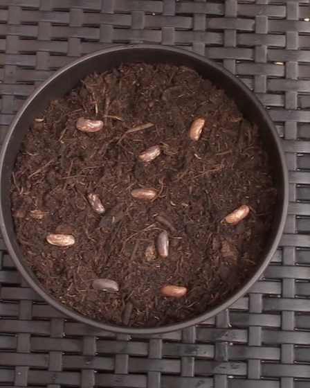 Quelle est la date limite des semis pour haricots verts ? 2 Quelle est la date limite des semis pour haricots verts ? - 1