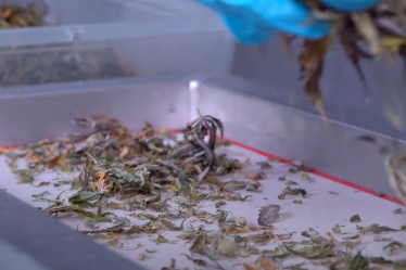 Trim CBD pas cher, les meilleurs plans pour votre CBD à bas prix - 8