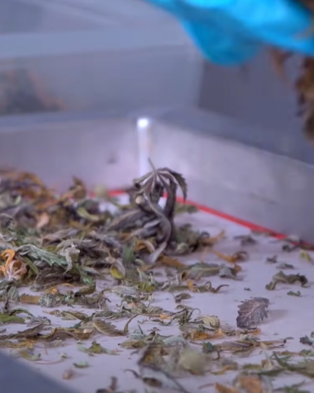 Trim CBD pas cher, les meilleurs plans pour votre CBD à bas prix - 15