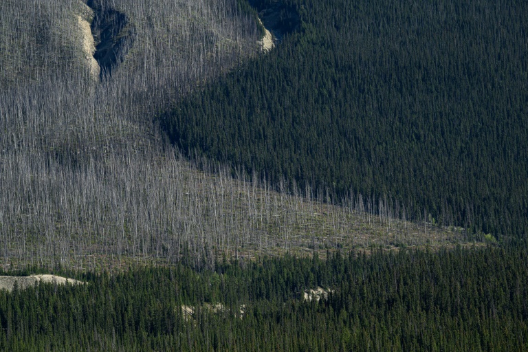 La fréquence des feux et leur intensité ont atteint un niveau anormal dans la forêt boréale. En Alberta (Canada), le 9 septembre 2022 (AFP - Ed JONES)